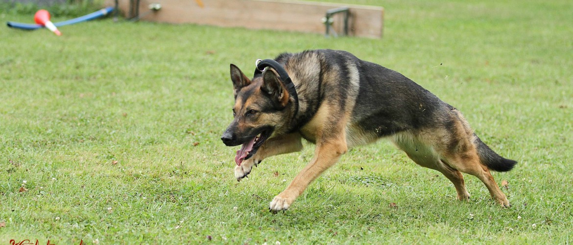 chien2