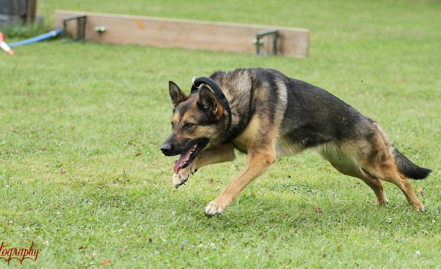 chien2