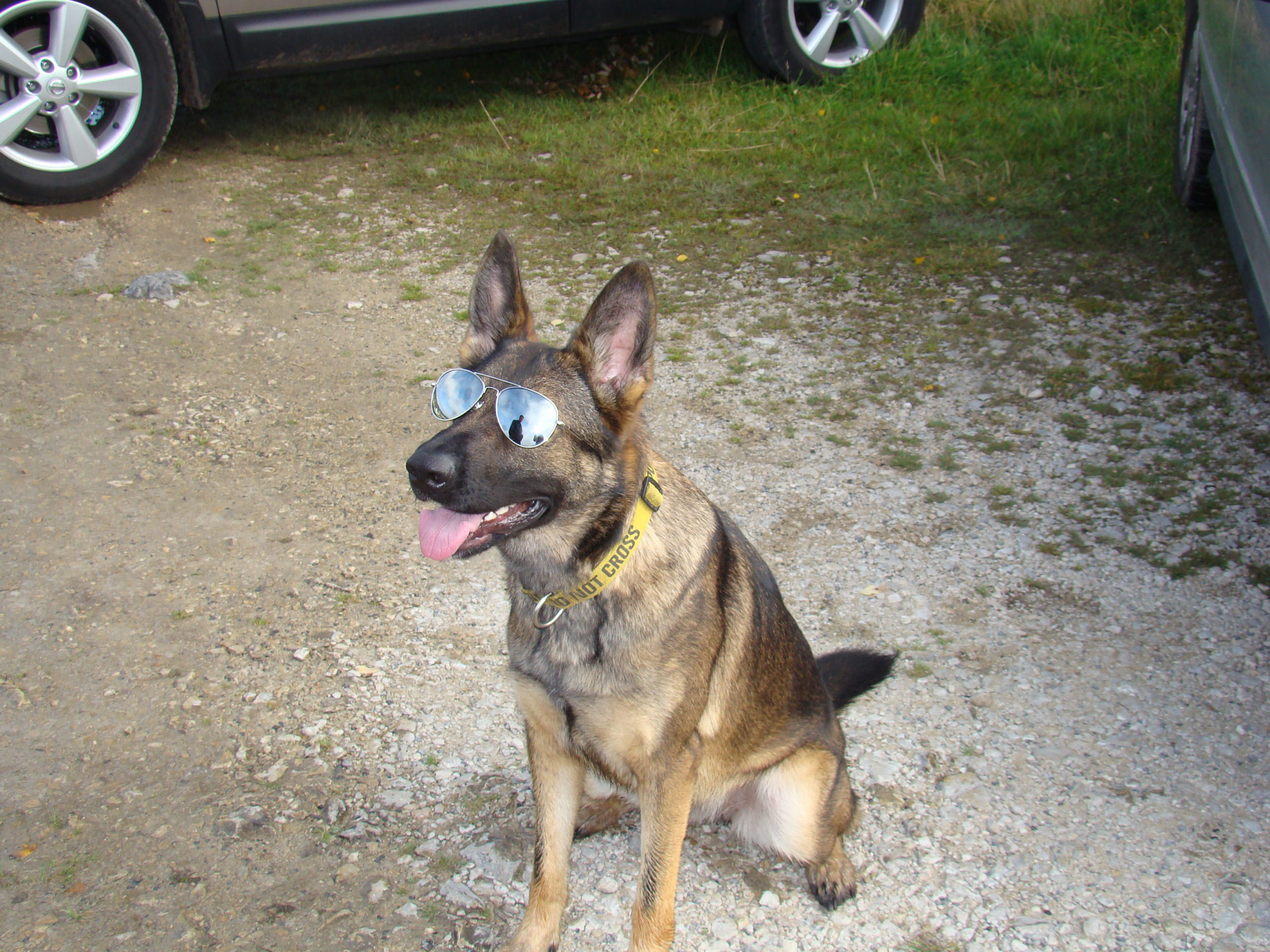Chien1